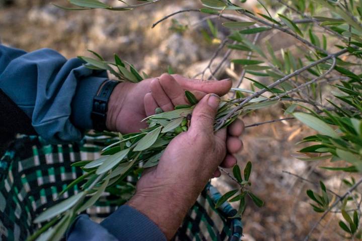 La recogida de la acebuchina es por el método del ordeño de las ramas.