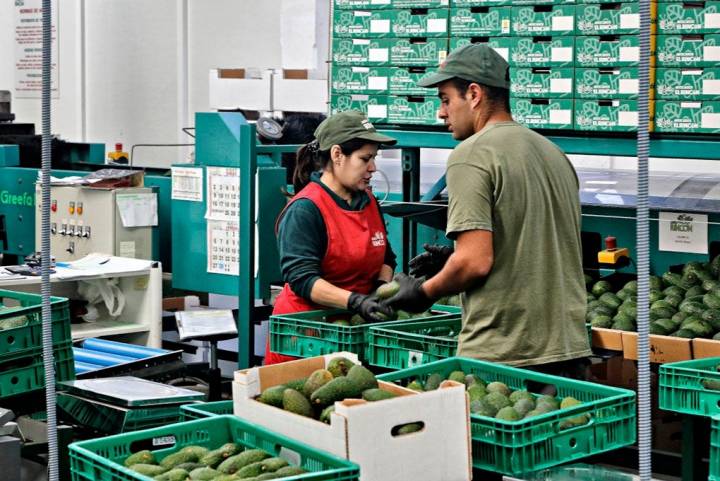 Al año se recolectan de media un millón y medio de kilogramos.