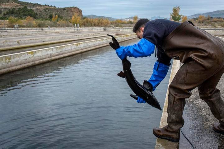 En la piscifactoría de El Grado crecen esturiones y truchas.