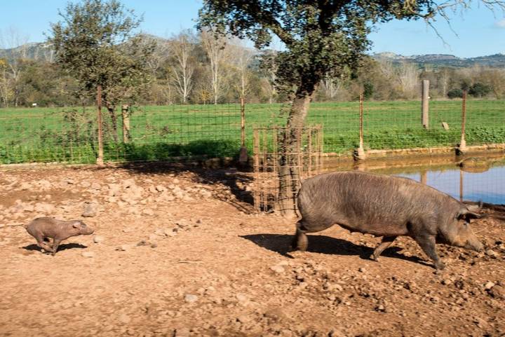 Una cría corretea libre con una de las madres.