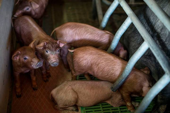 Estos cochinillos apenas tienen diez días de vida.