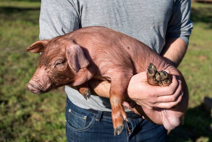 La carne del cochinillo ibérico es todo un manjar.