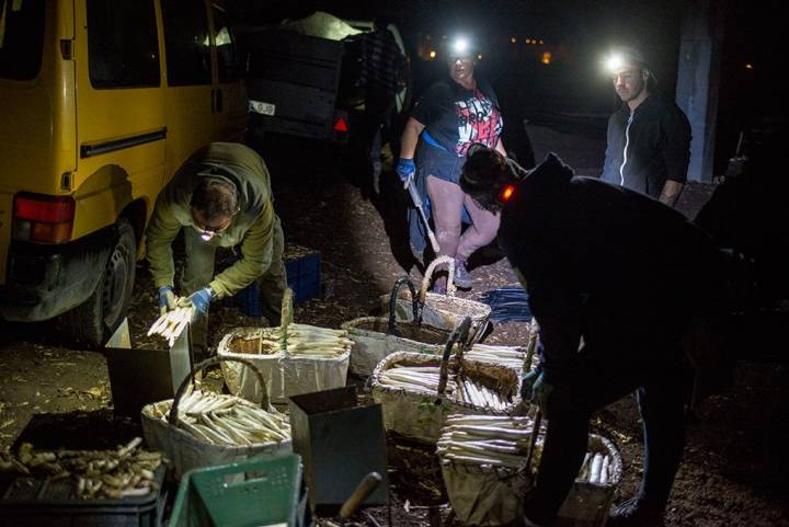 El manjar blanco se va depositando en cestas de mimbre tras ser cortardo.