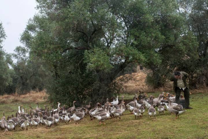 Eduardo trata con mimo a cada una de sus aves.