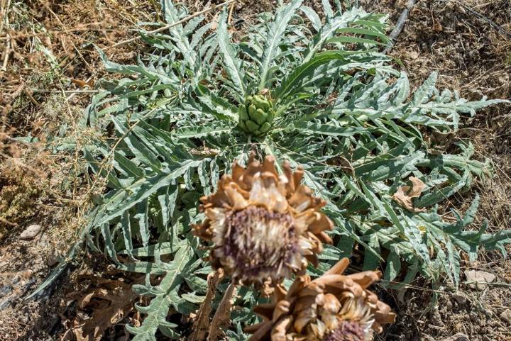 Uno de los manjares de la huerta, las alcachofas que empiezan a salir.