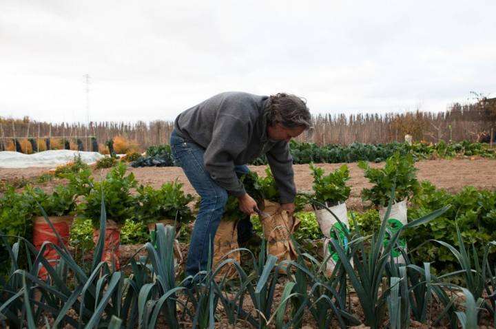 La fundación 'Mascotas Verdes' promueve la educación de los niños con las verduras.