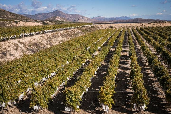 El paisaje aparentemente inhóspito del Valle de Vinalopó esconde vida y vides.