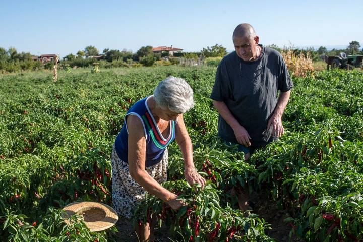 El trabajo de recogida en la tierra, primer paso para conseguir el pimentón