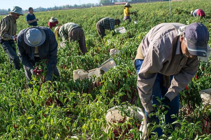 La recogida del pimiento en la tierra es un trabajo duro.