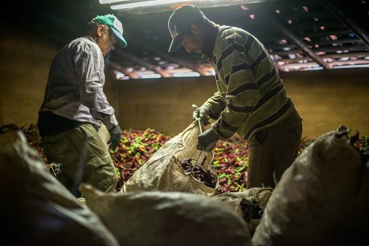 Ángel Nevado, junto a otro agricultor, extiende los pimientos recién llegados de la tierra.