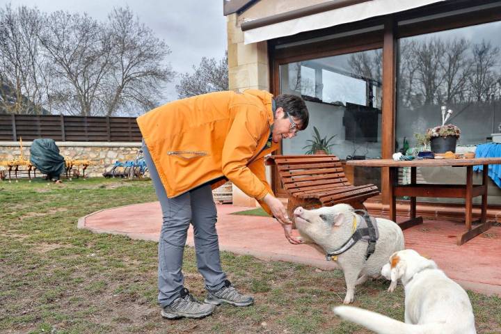 'Bulla' ha sido criada entre perros truferos y como un can más de la casa.