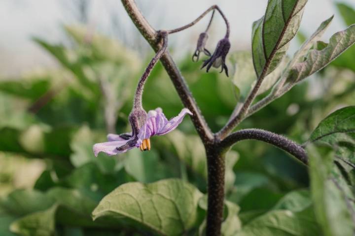 La flor de la berenjena, preparada para dar fruto.