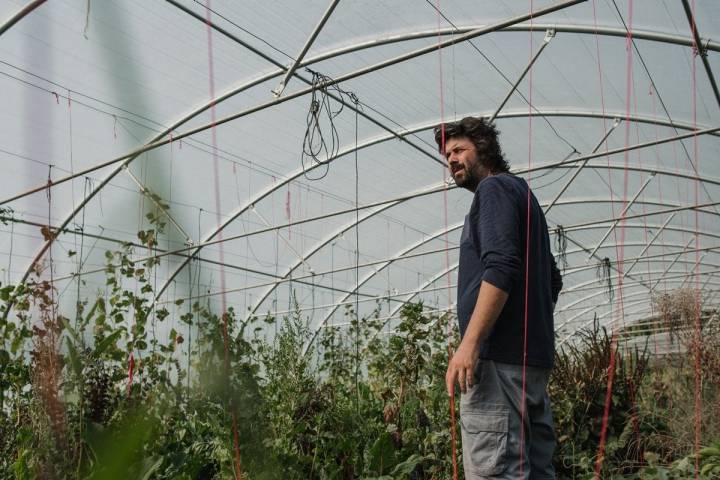 El cultivo de tomates es el más agradecido para Alberto Fernández.