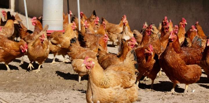 Gallinas felices de la raza penedesenca campan a sus anchas por Els Casals