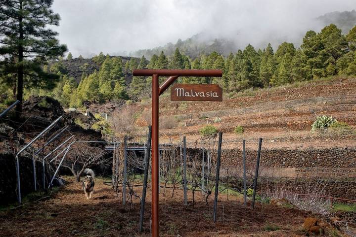 En Las Vigas, a 1.000 metros de altitud, se reparten las tres fincas de uvas.