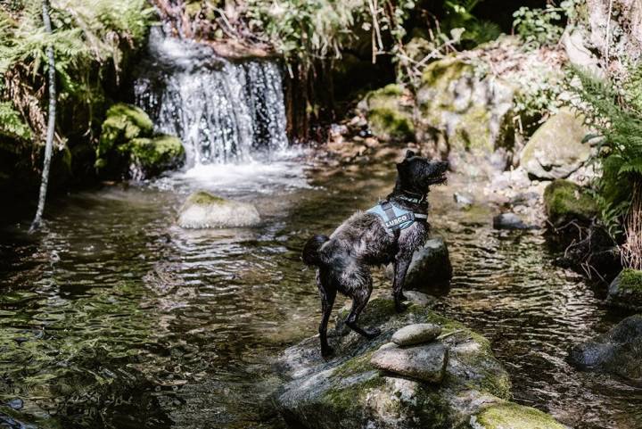 Lusco después de su baño en los Molinos de Xábrega.