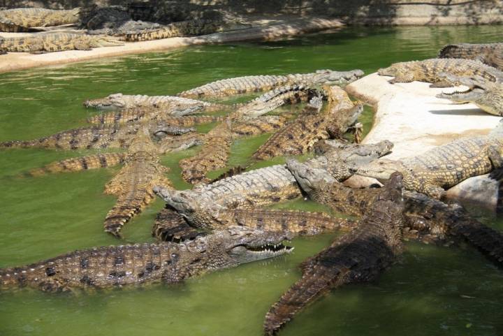 Más de 200 ejemplares de cocodrilos juntos. Foto: J.S.