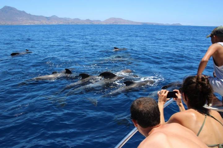 El calderón tropical, residente en Tenerife