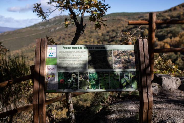 Carteles Bosque de Tejedelo