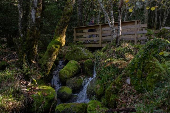 Puente Bosque de Tejedelo