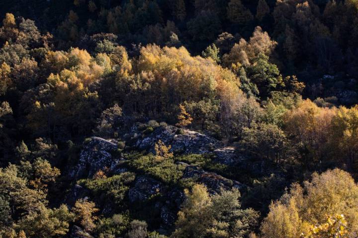 Bosque de Tejedelo otoño