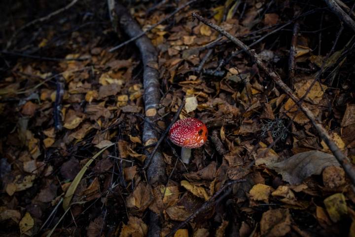 Amanita muscaria