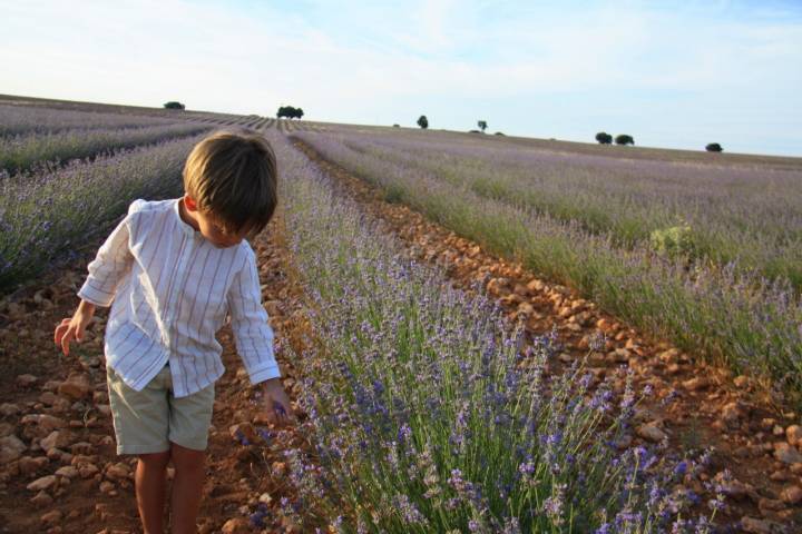 En Brihuega, La Alcarria, campos de lavanda. Foto: Johana Saldón.