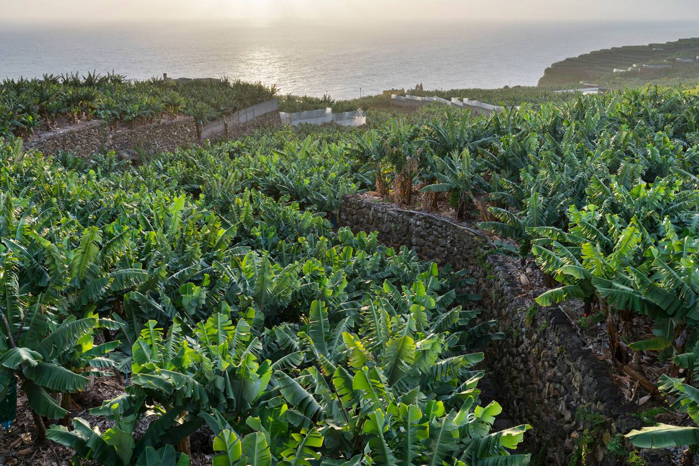 5 planes para un romance platanero en la isla de La Palma