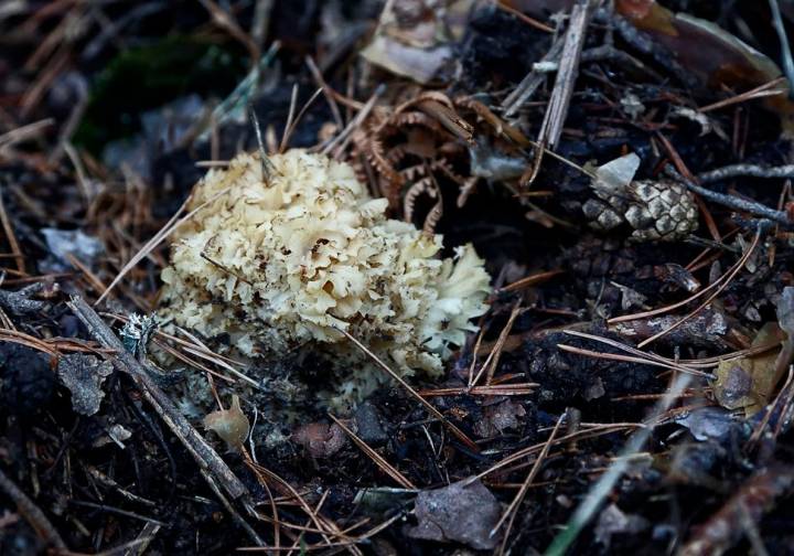 La coliflor o esponja ('Sparassis crispa').