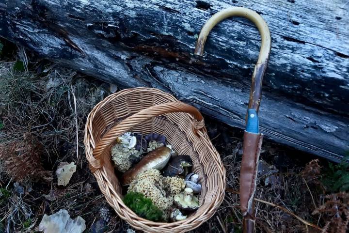 Una cesta de mimbre, una garrota y un cuchillo, un equipo bien sencillo para una recolecta aún humilde, pero variada.