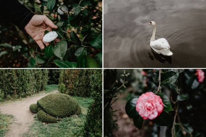 Detalles de camelias y figuras escondidas en el pazo de Oca.