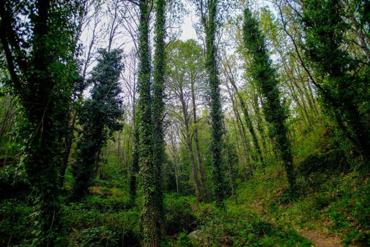 Entre bosques y cascadas.